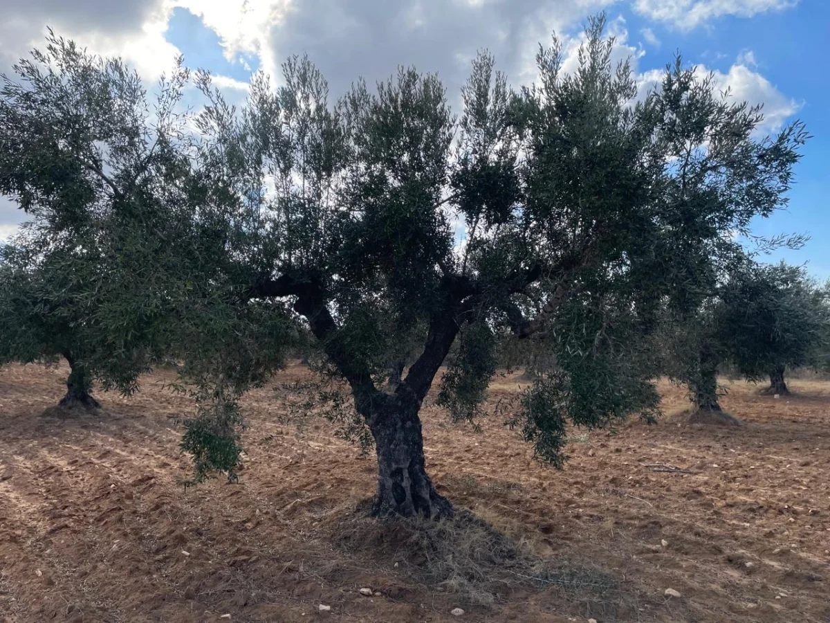sahli