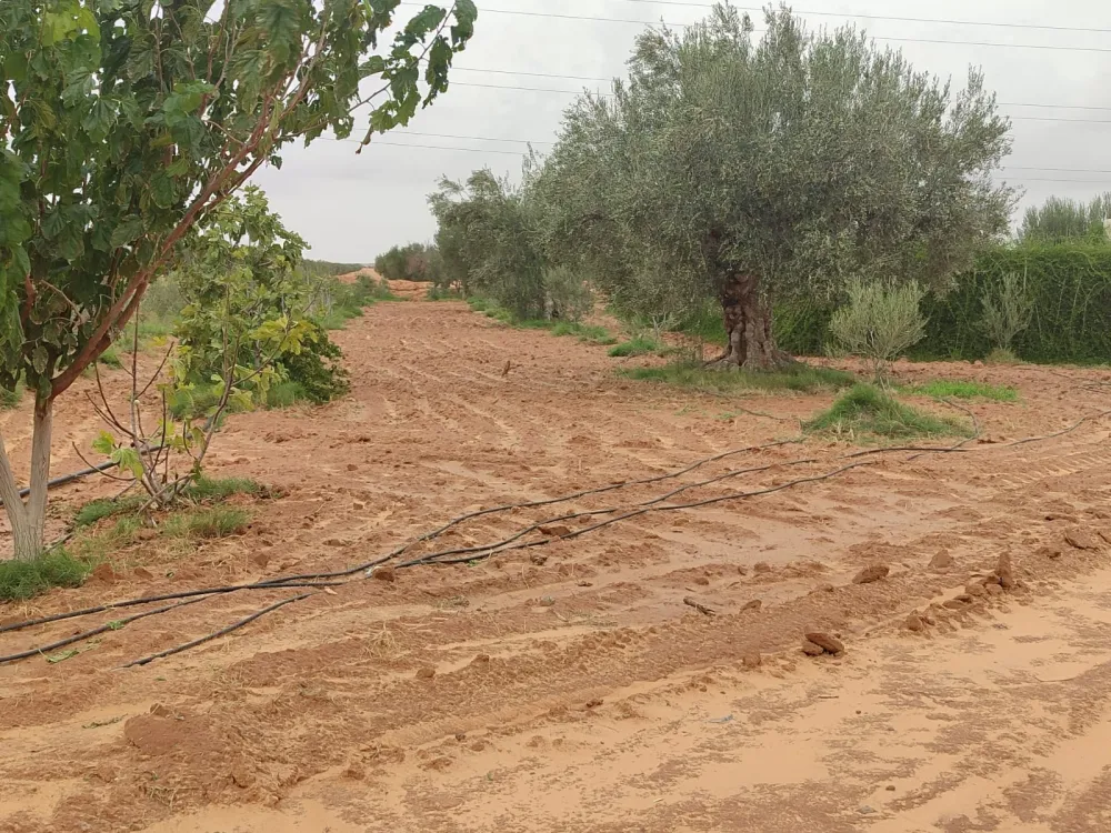 شمشالي