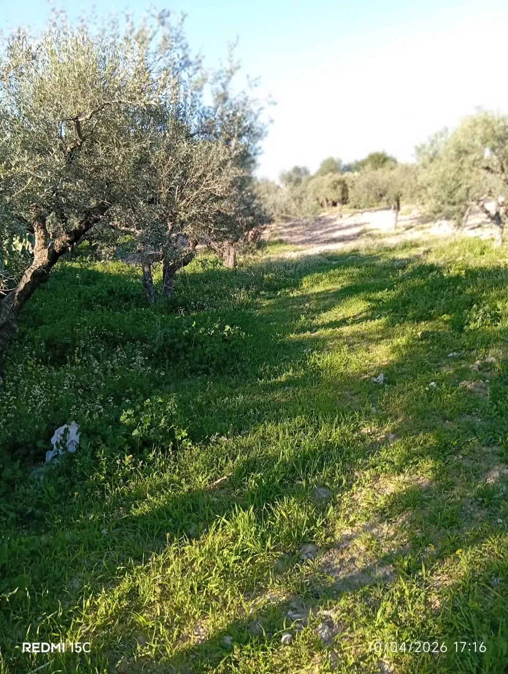 chetoui