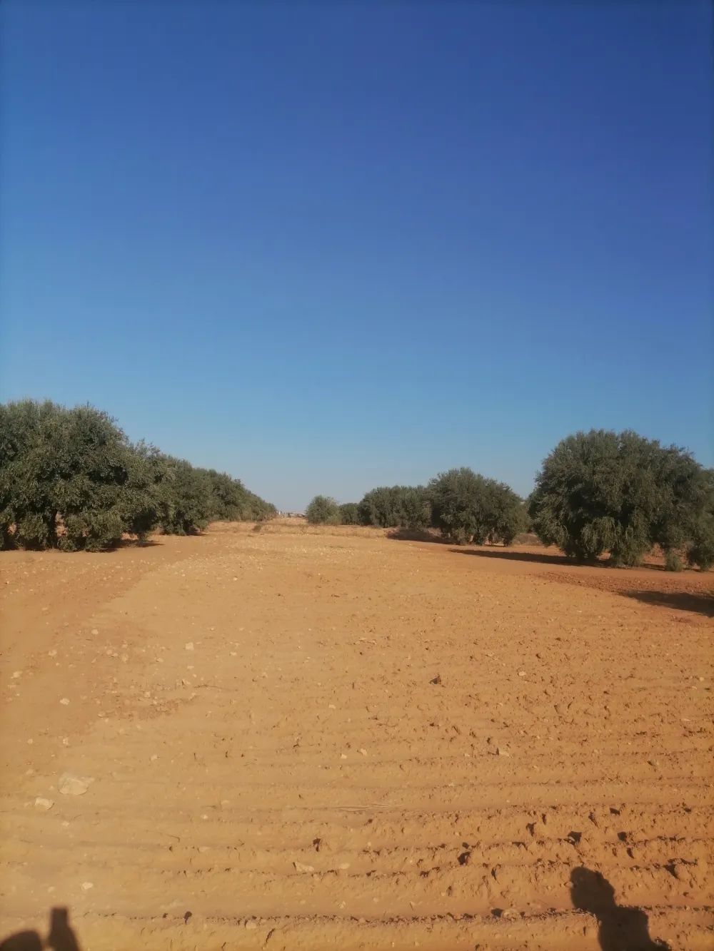 chemlali