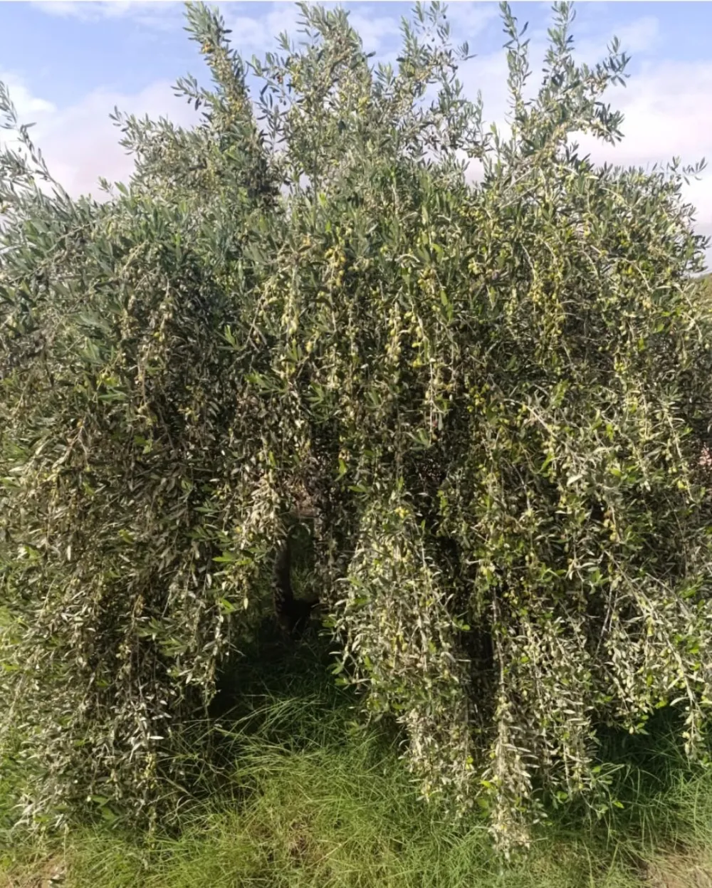 chemlali