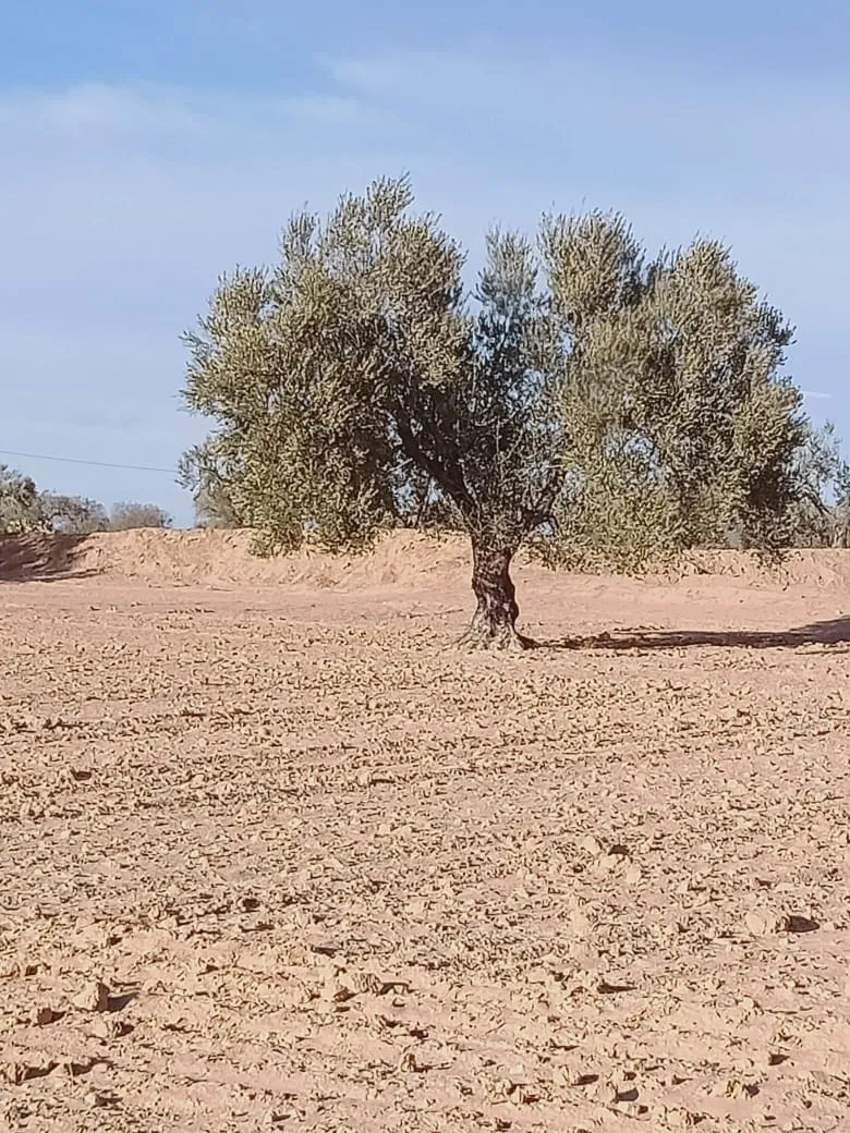 شملالي