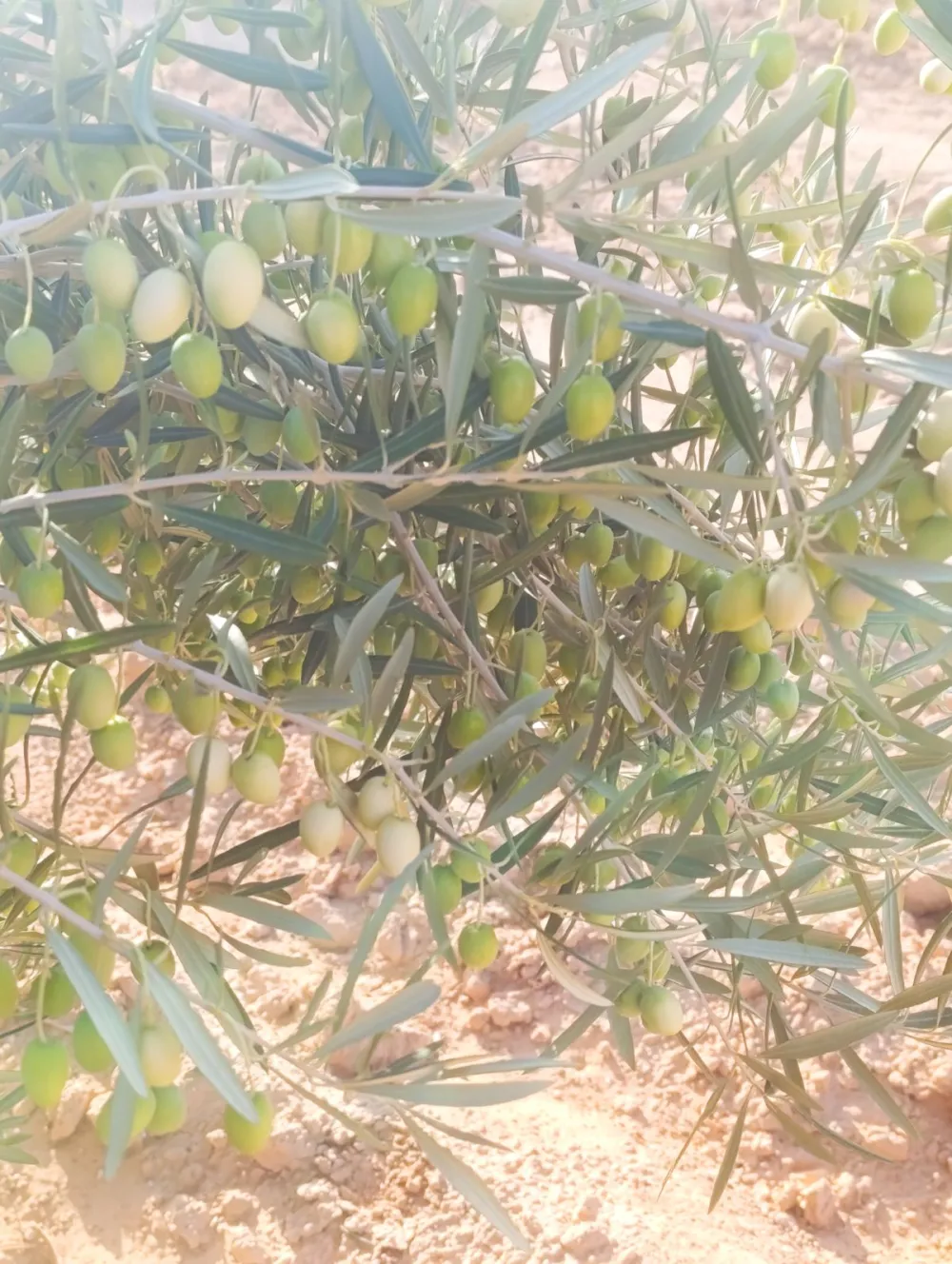 زرازي