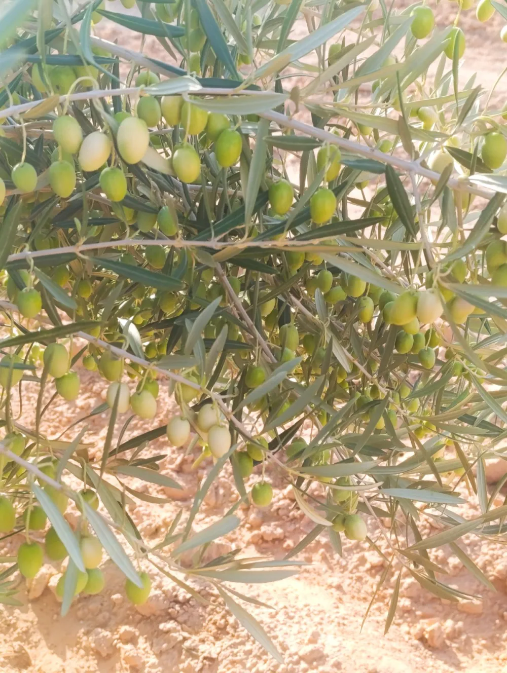 زرازي