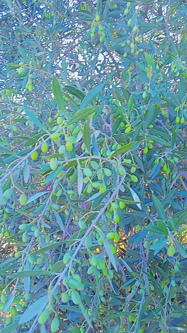 chemlali