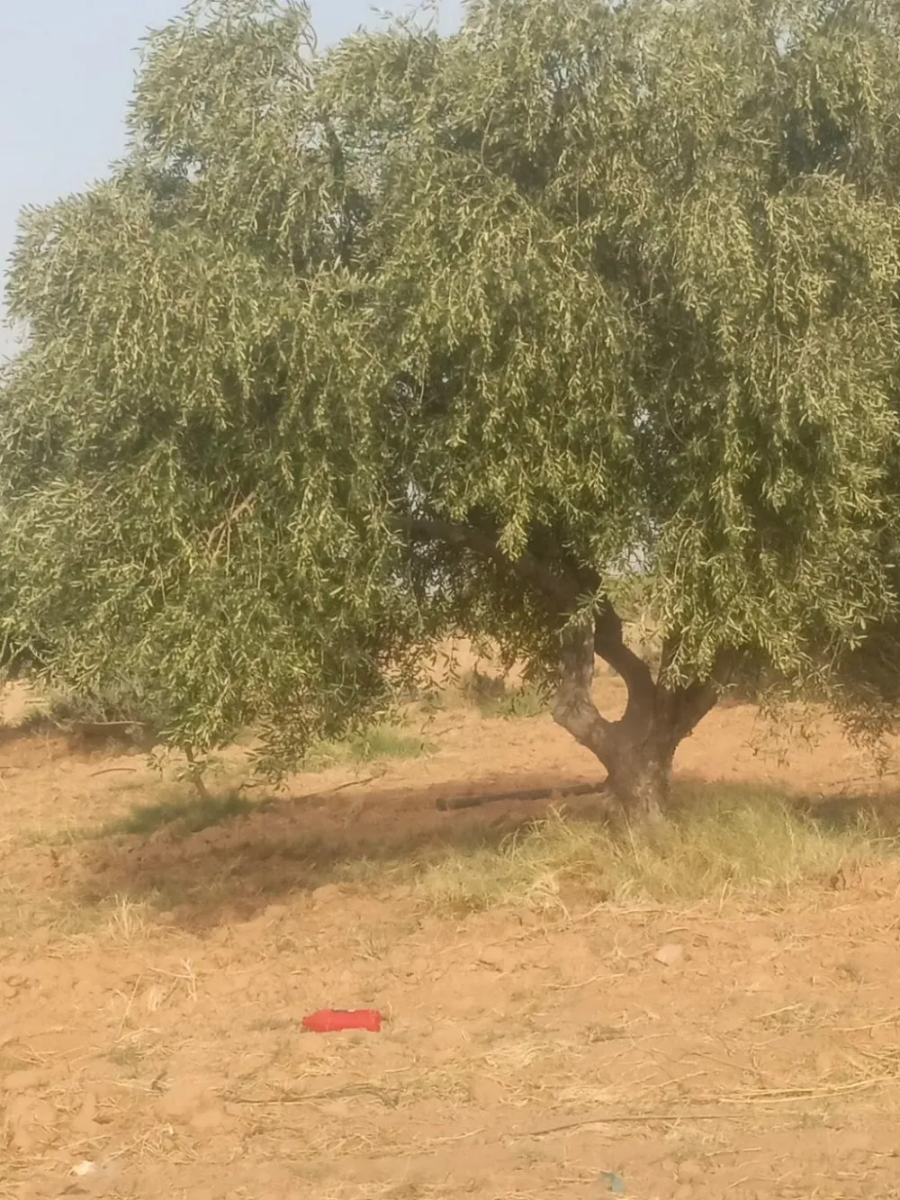 شملالي