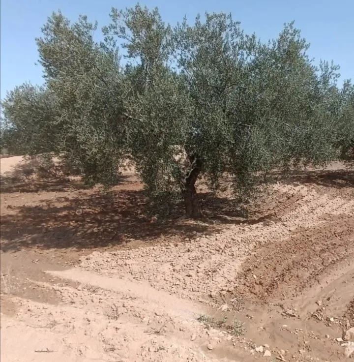 جبالي قفصي (بعلي)