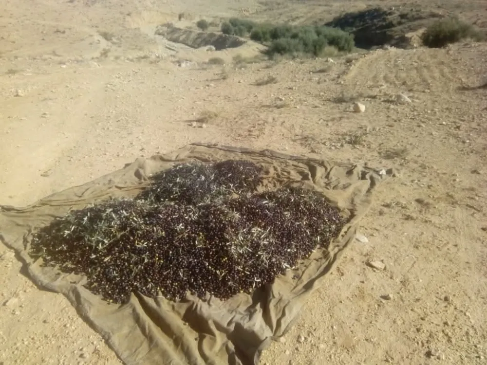 جبالي قفصي (بعلي)