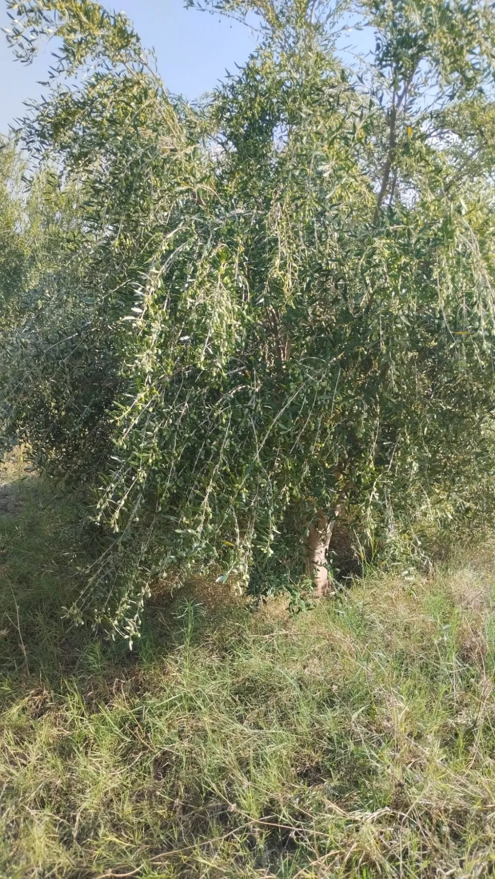 blend
