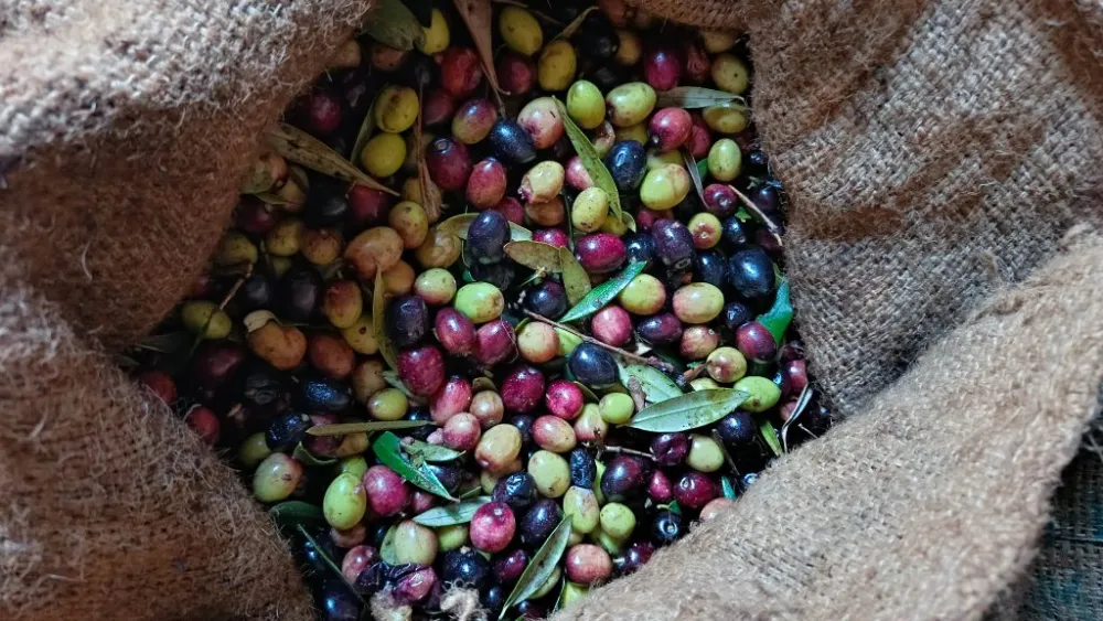 chaibi
