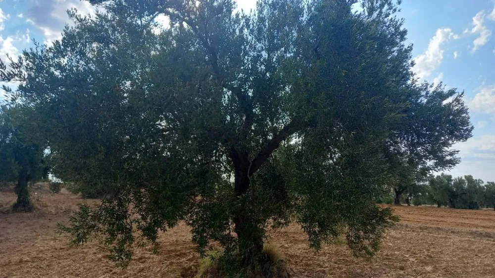 zarrazi