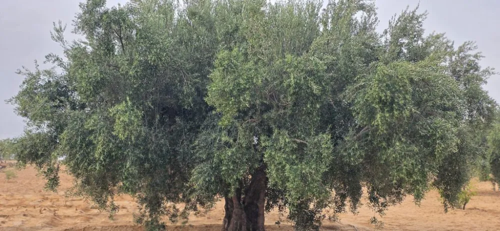 sahli