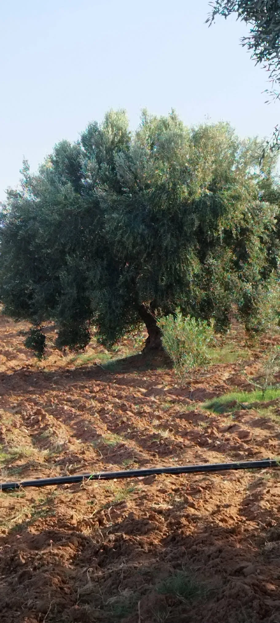 chemlali