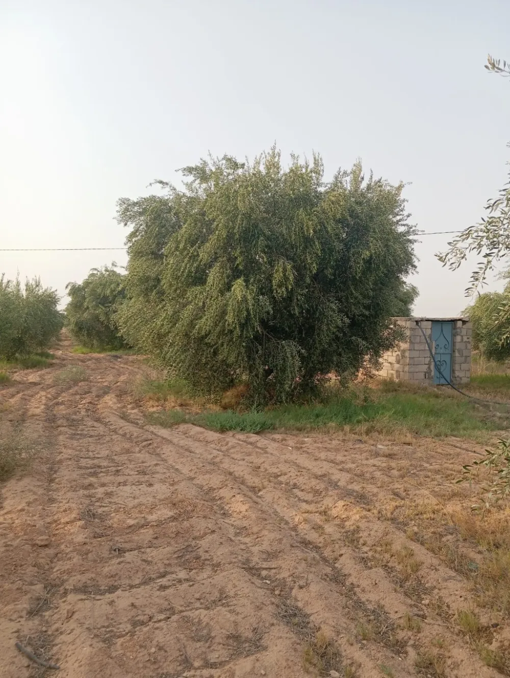 chemlali
