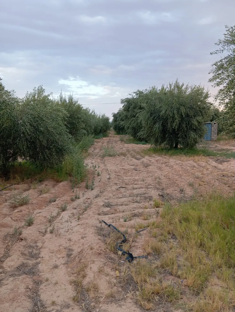chemlali