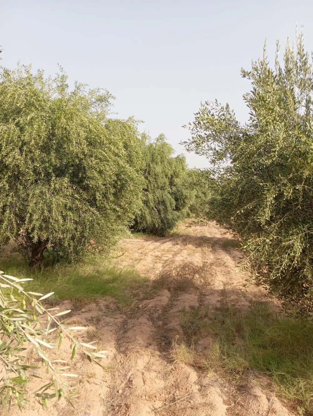 chemlali