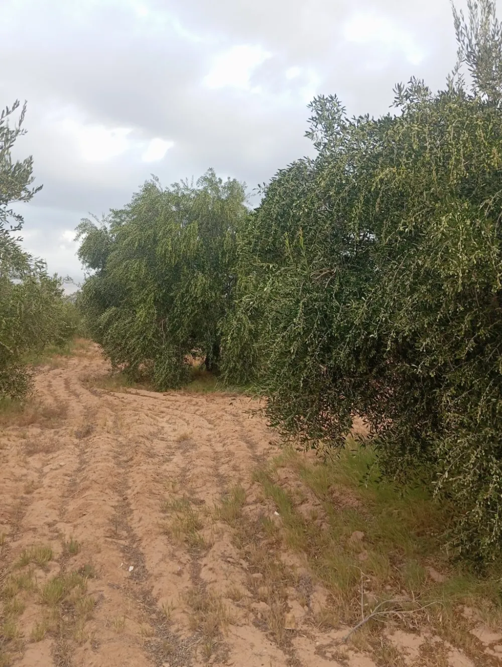 chemlali