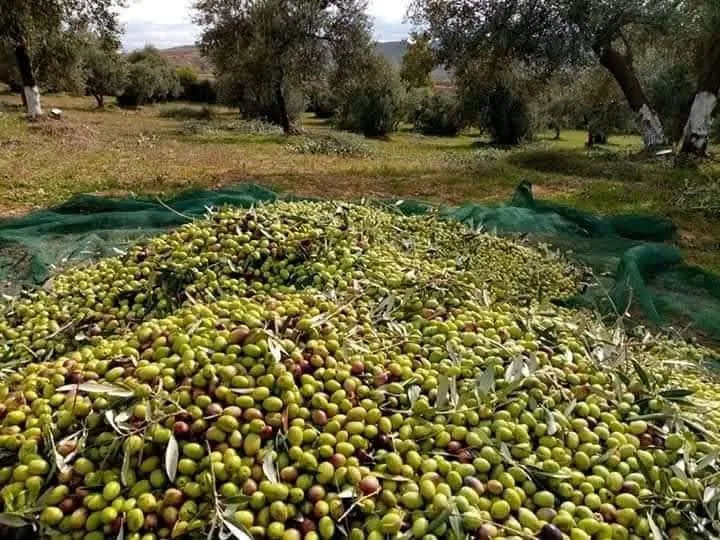 sahli