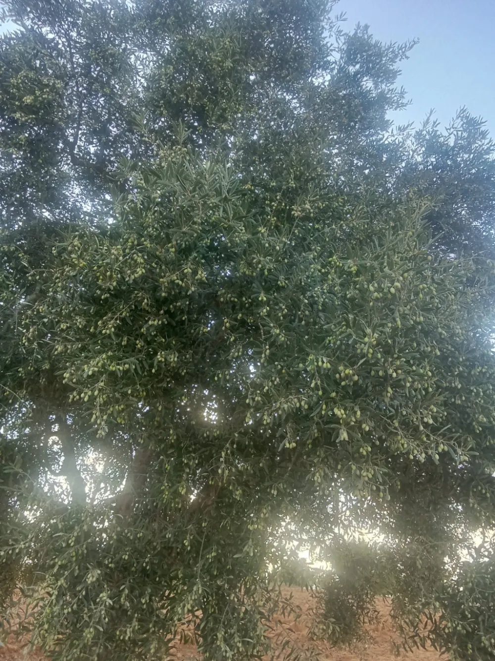 chemlali