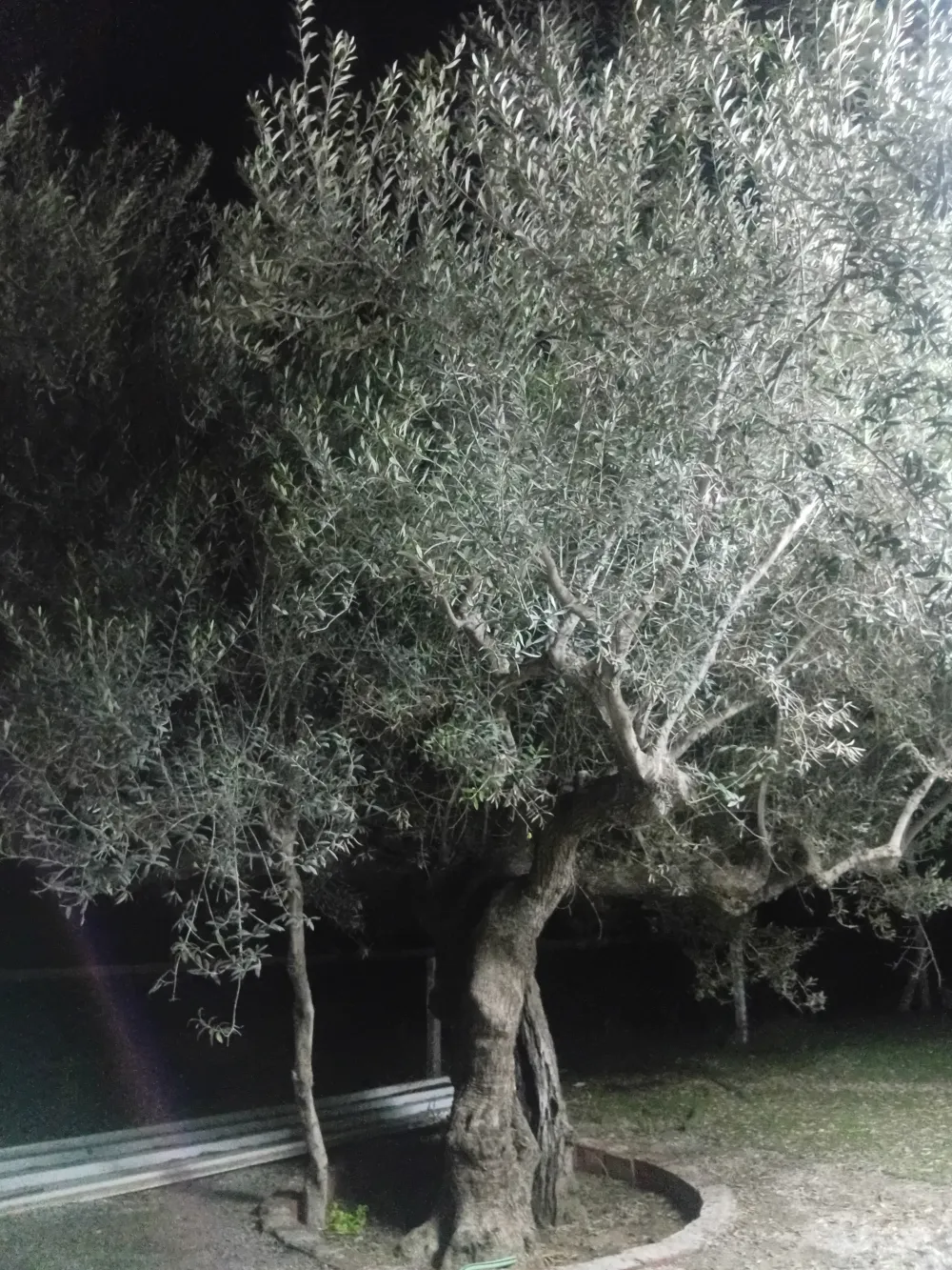 chaibi