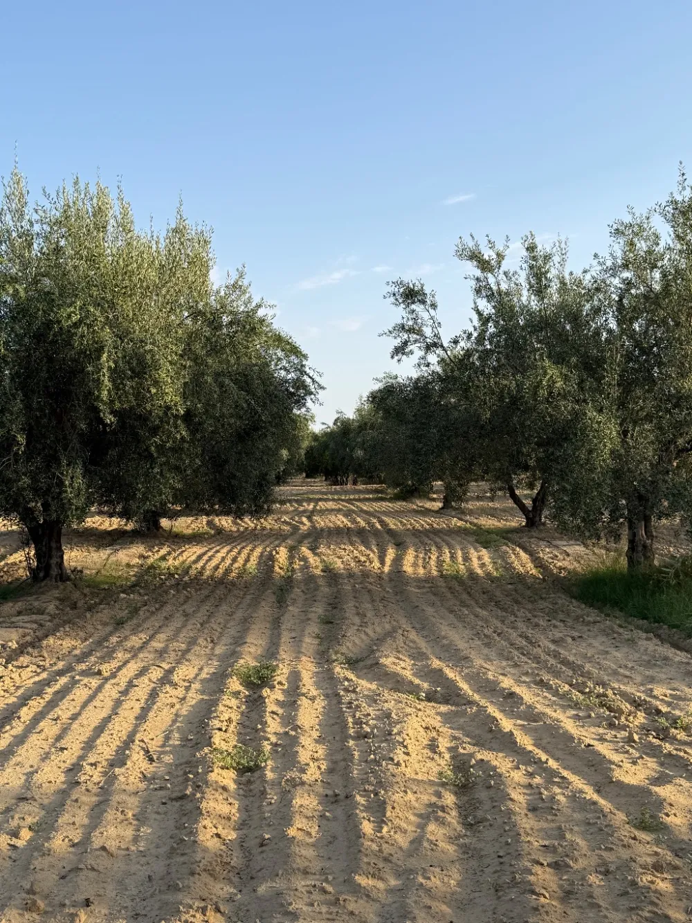 chemlali