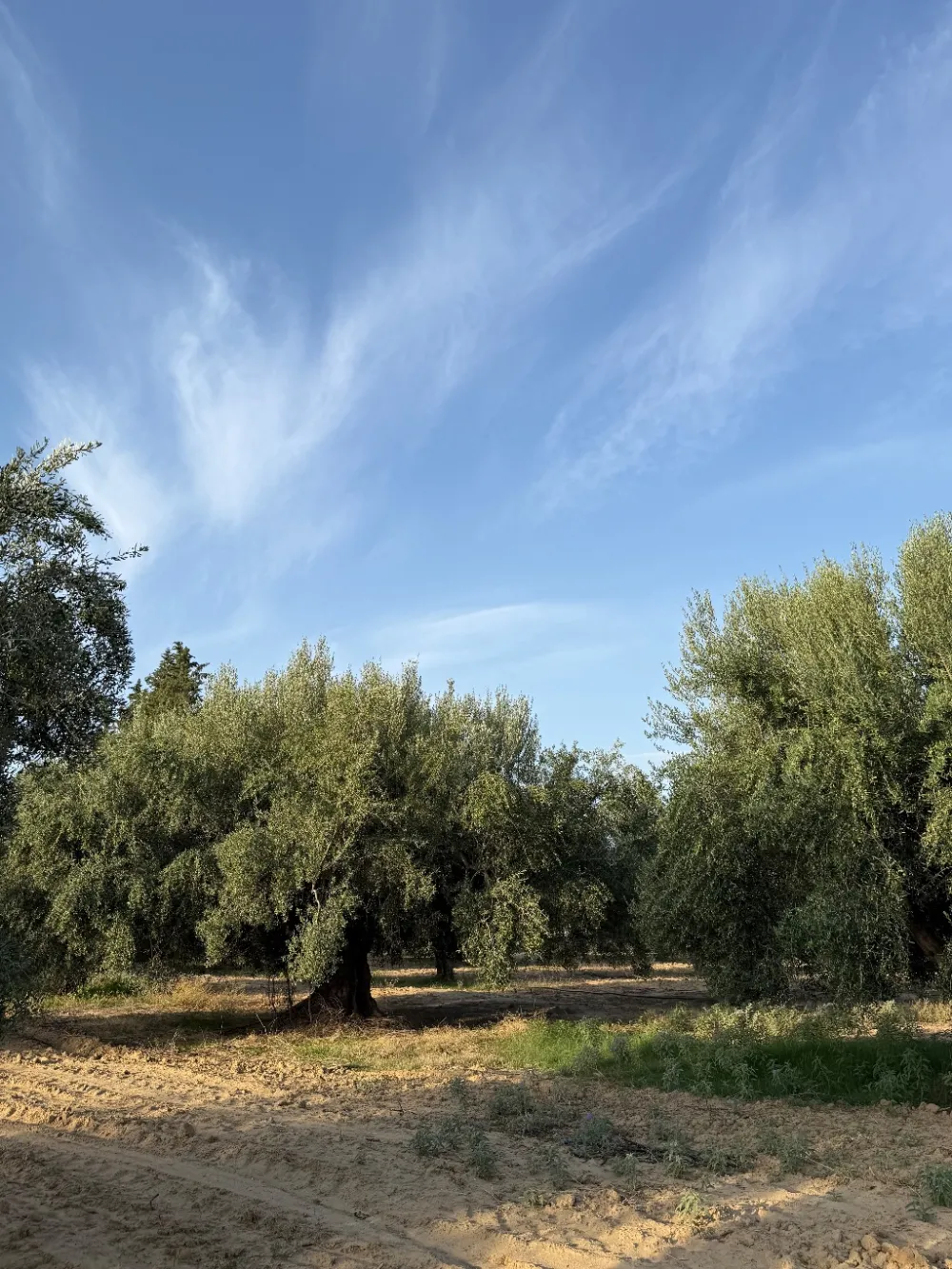 chemlali
