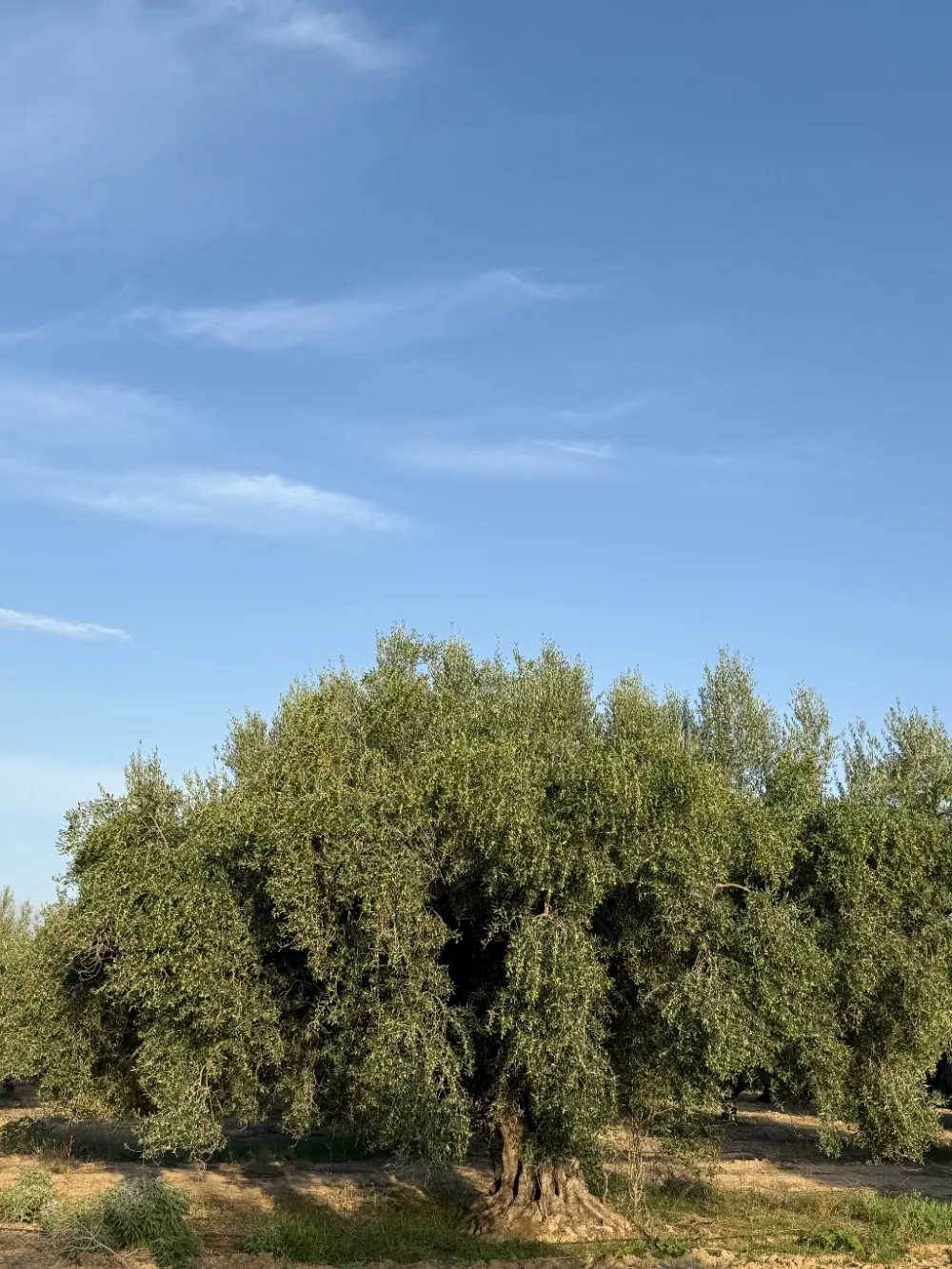 chemlali
