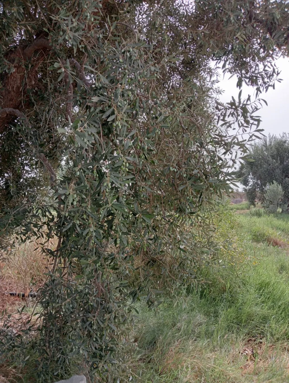 Chemlali