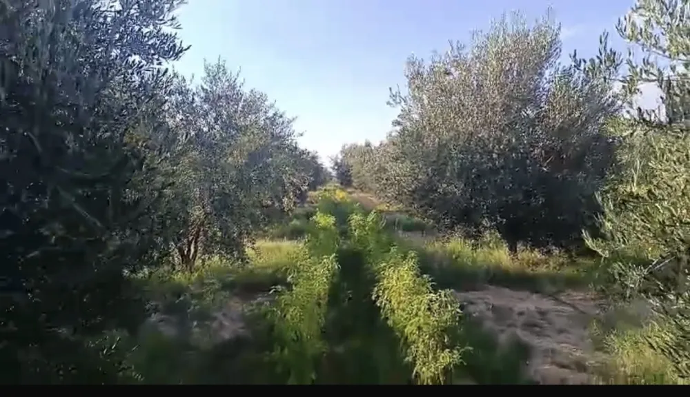 sahli