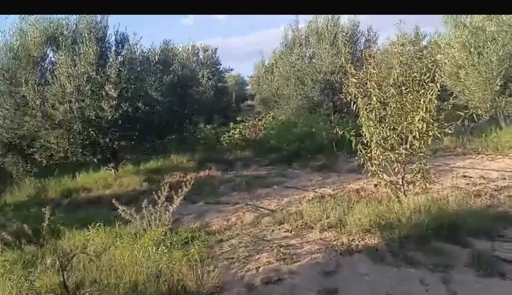 sahli