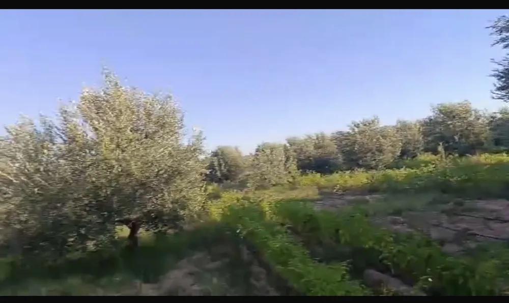 sahli