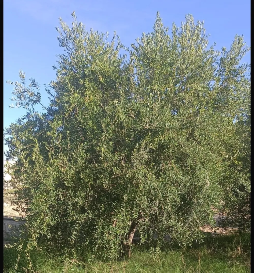 sahli