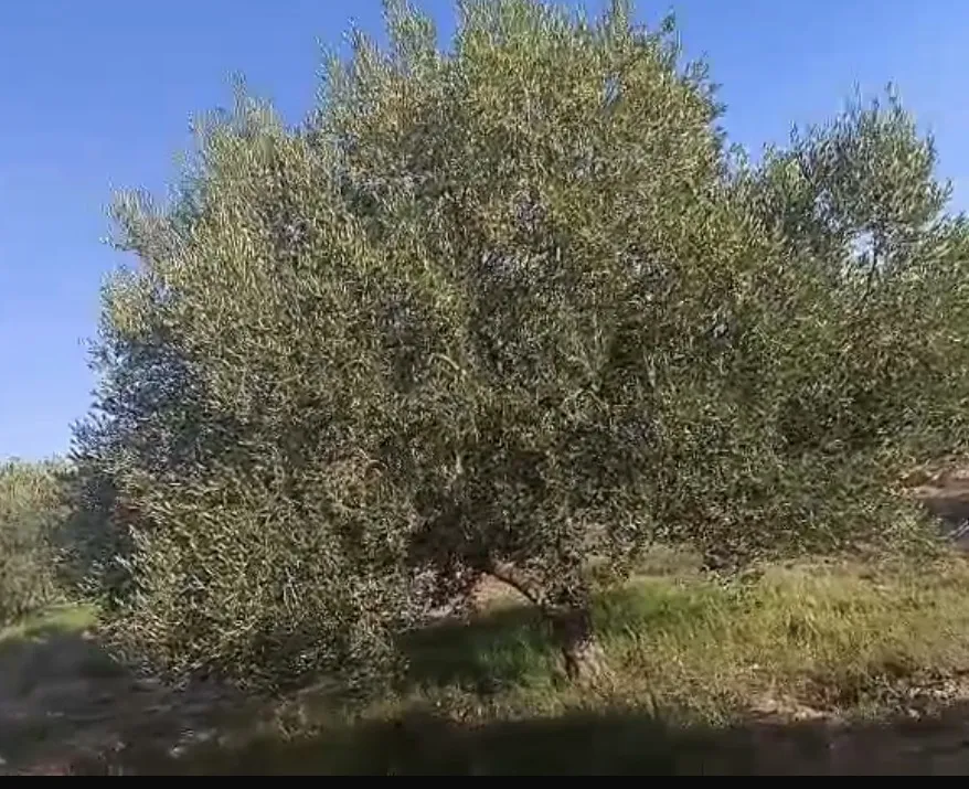sahli