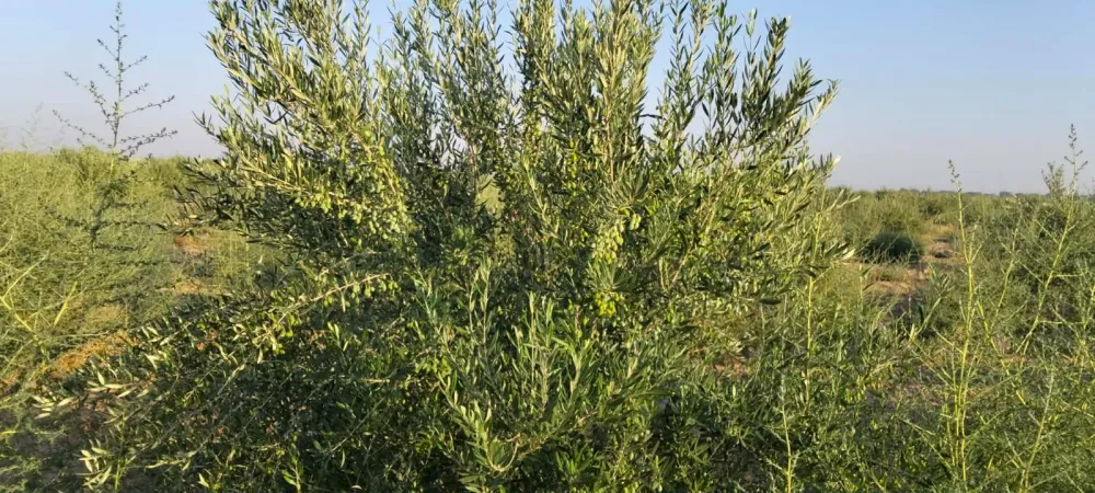 koroneiki