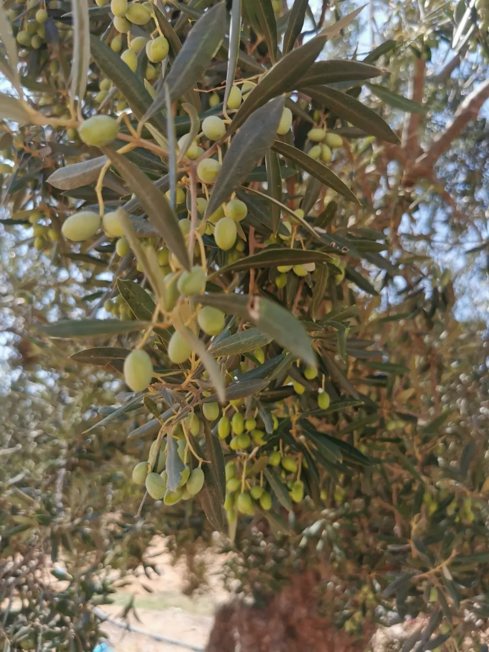 شملالي