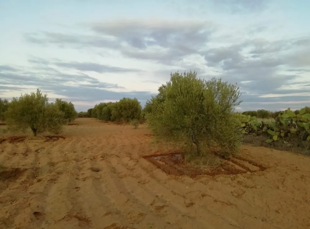 sahli