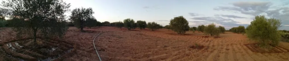 sahli