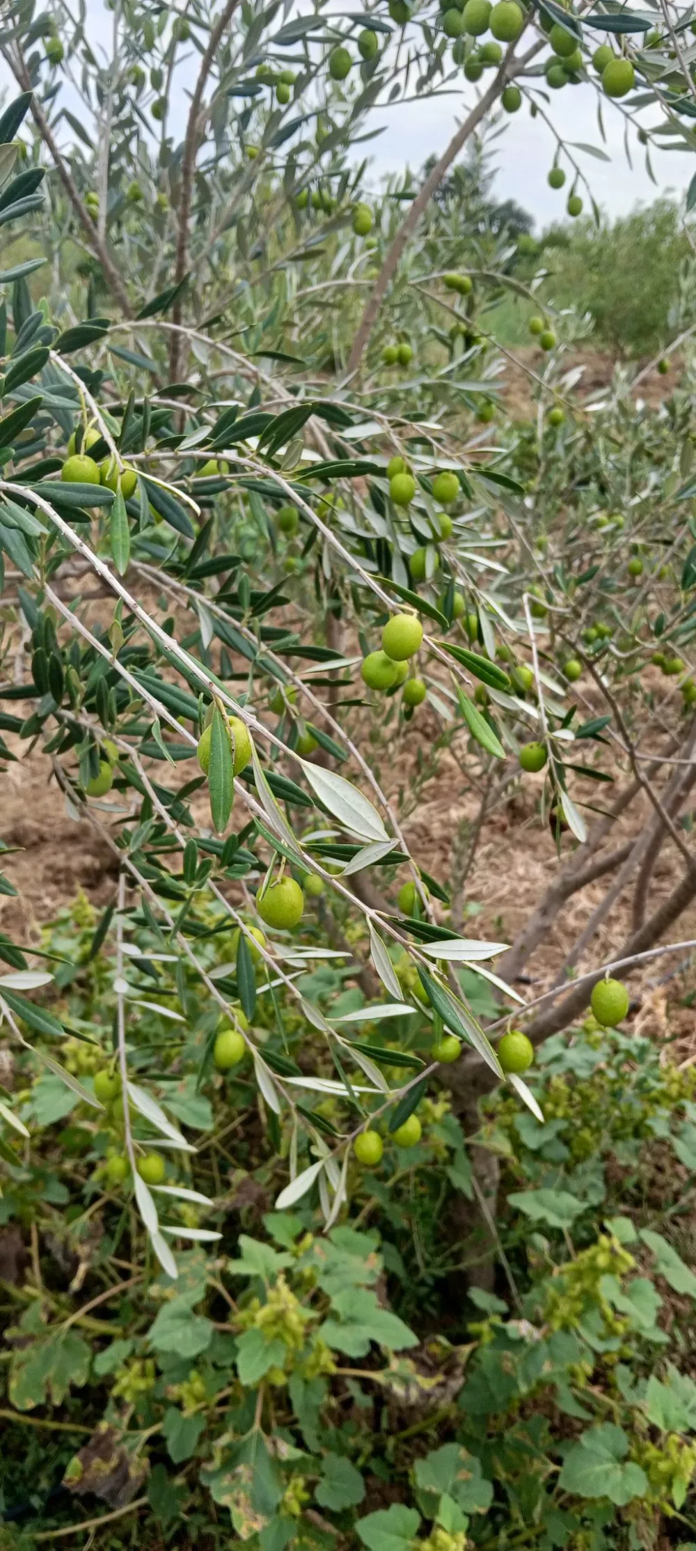 arbosana