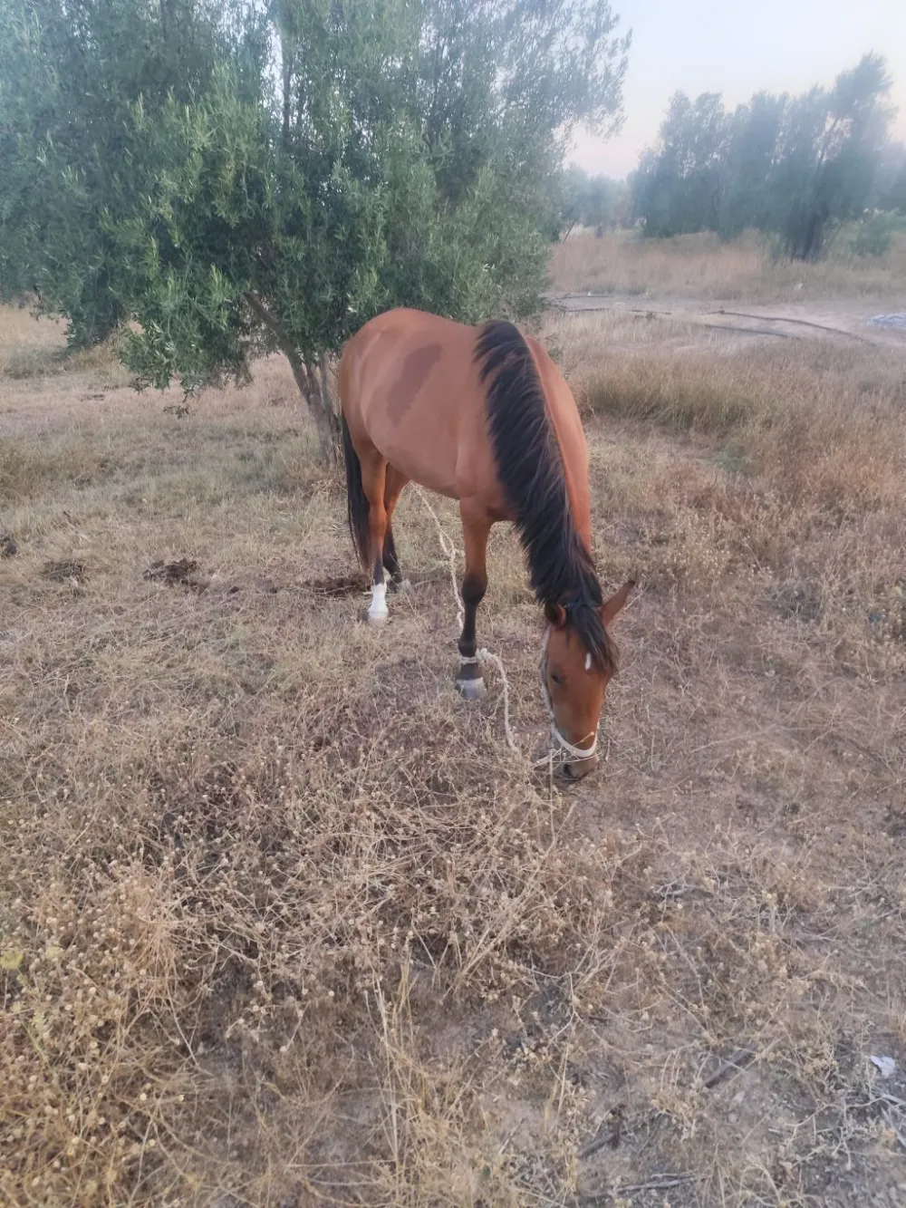 sahli