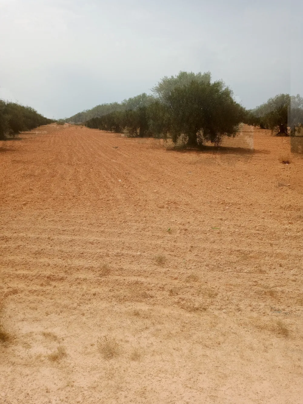 sahli