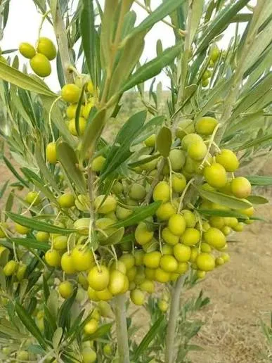 اربوزانة