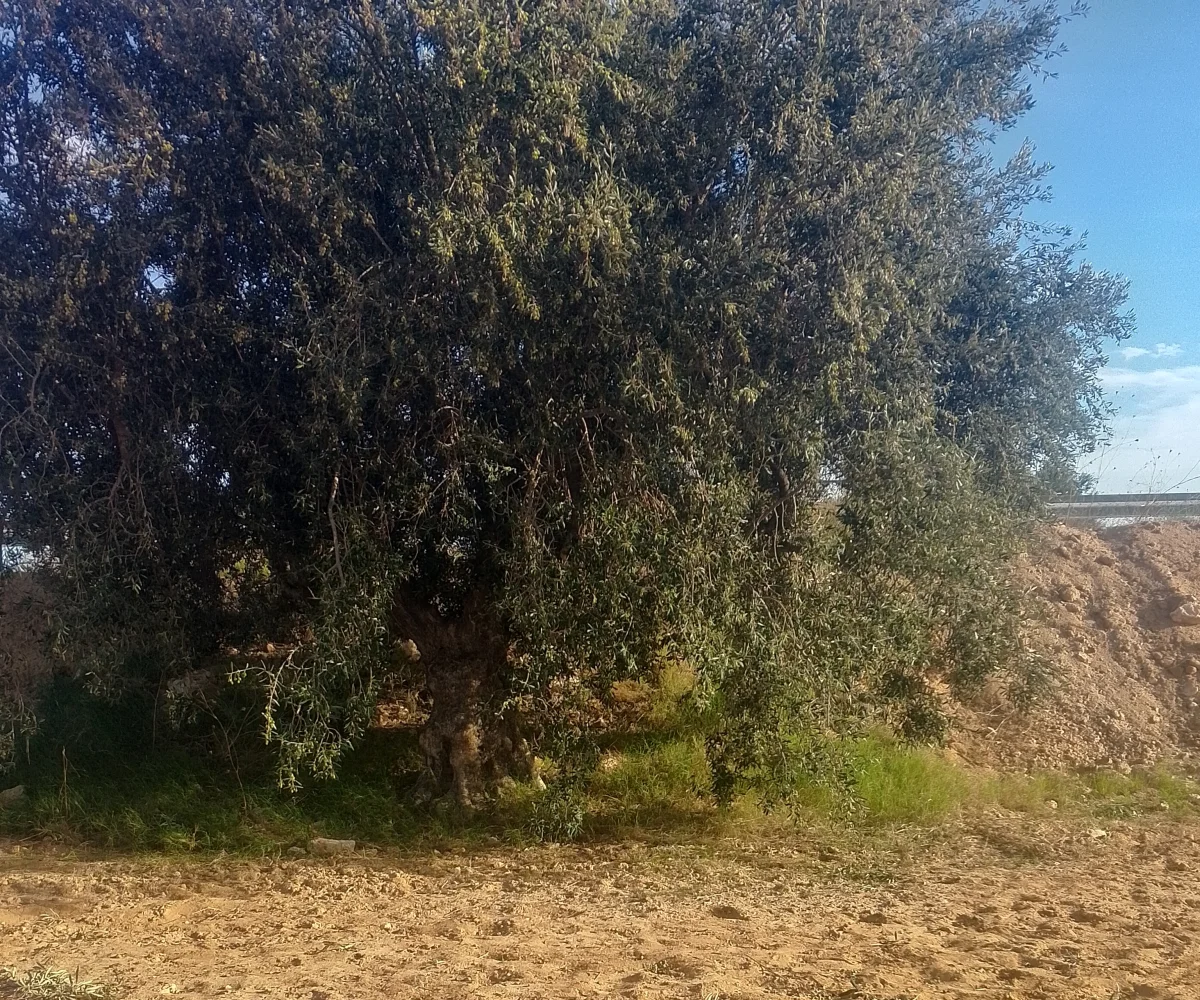 شملالي