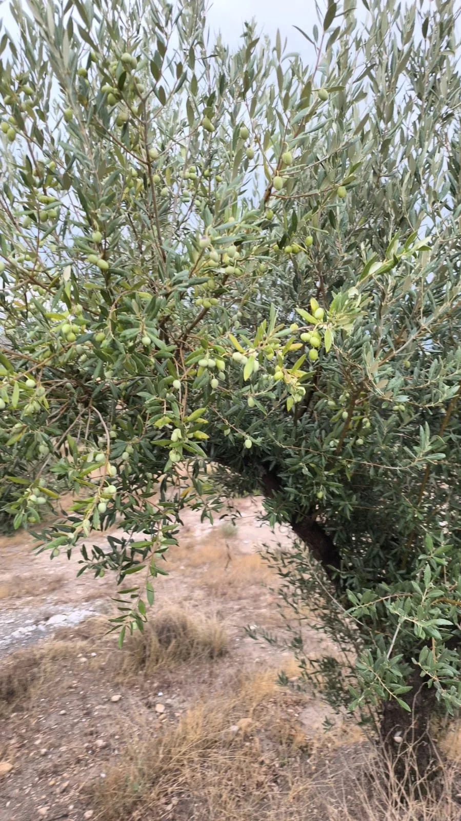 chaibi