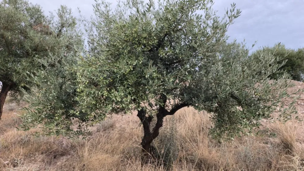 chaibi