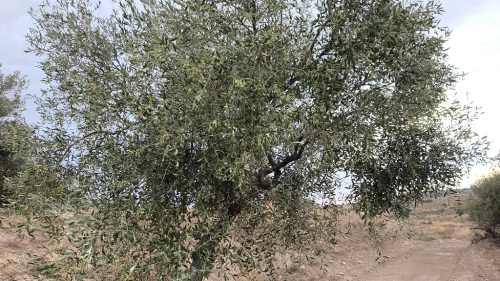 chaibi