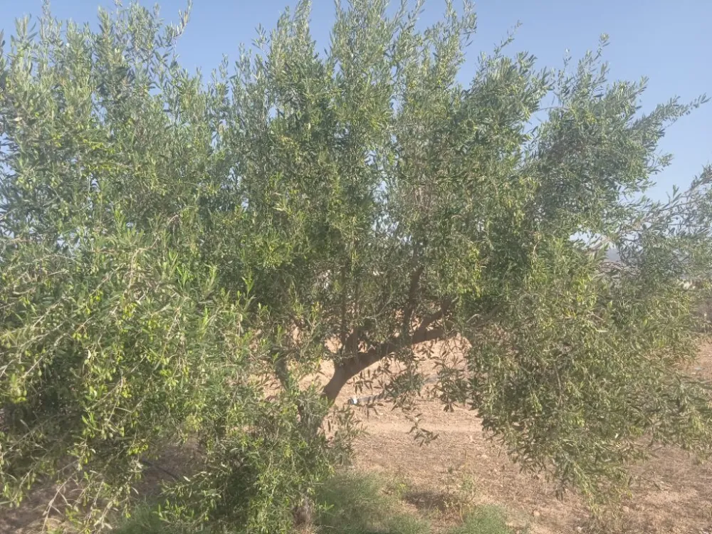 sahli