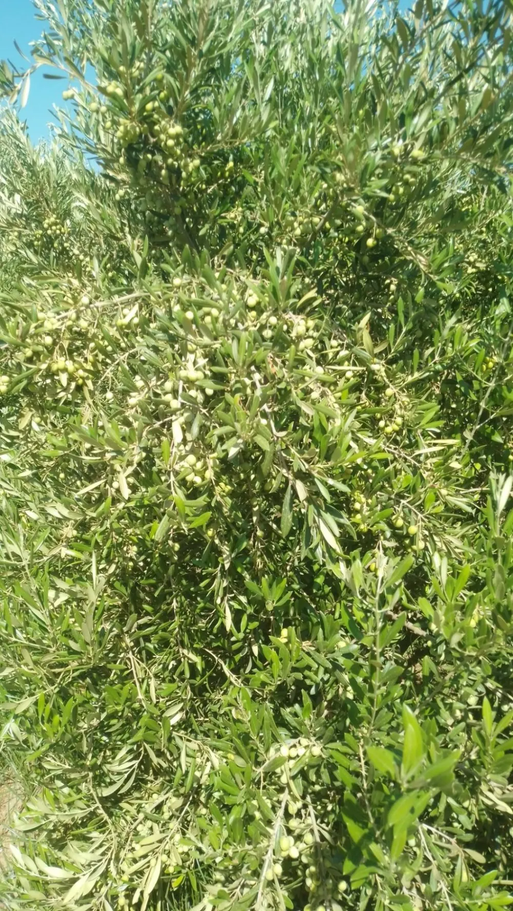 arbosana