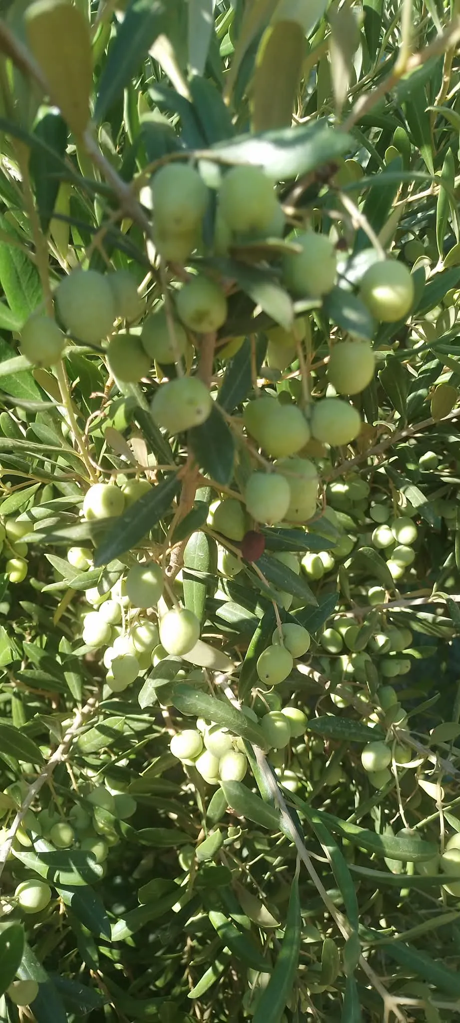 arbosana