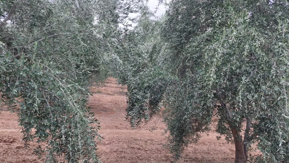 koroneiki
