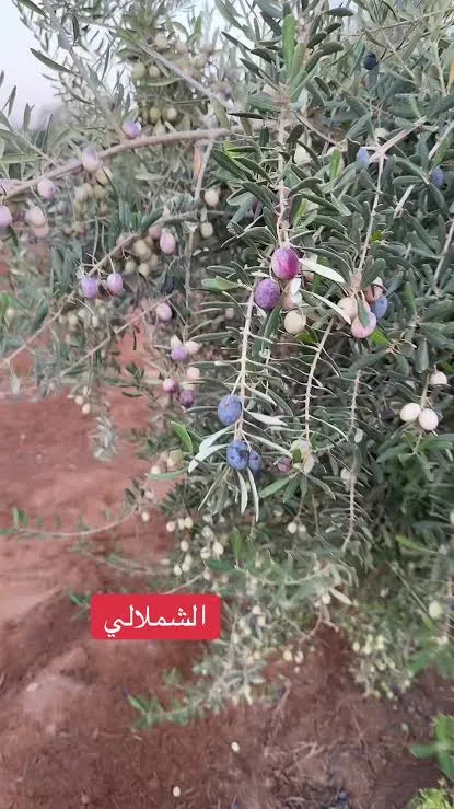 chemlali